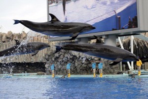 nagoyaaquarium